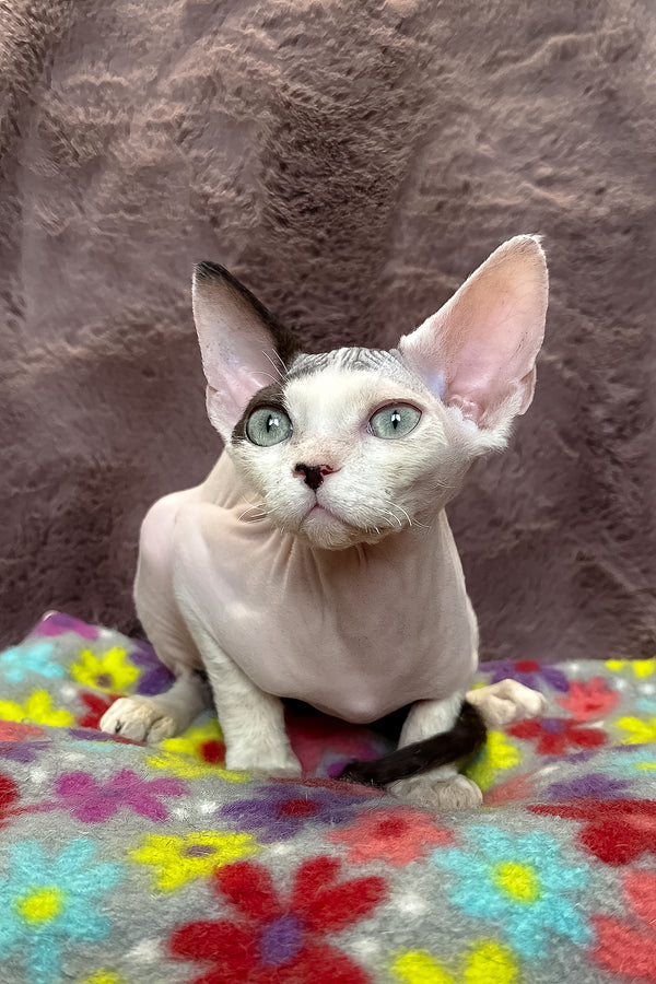 Van | Devon Rex Kitten