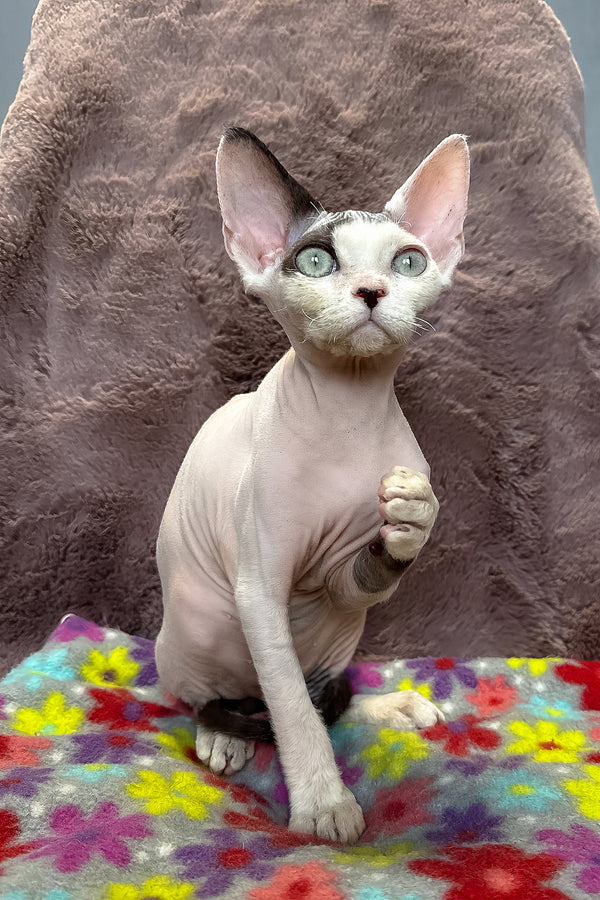 Van | Devon Rex Kitten