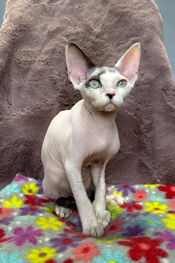 Van | Devon Rex Kitten