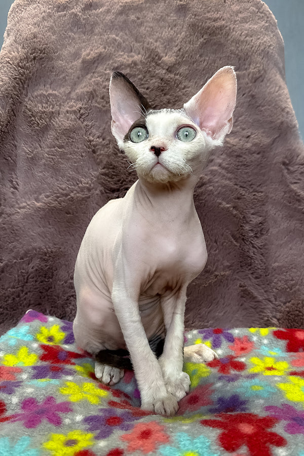 Van | Devon Rex Kitten