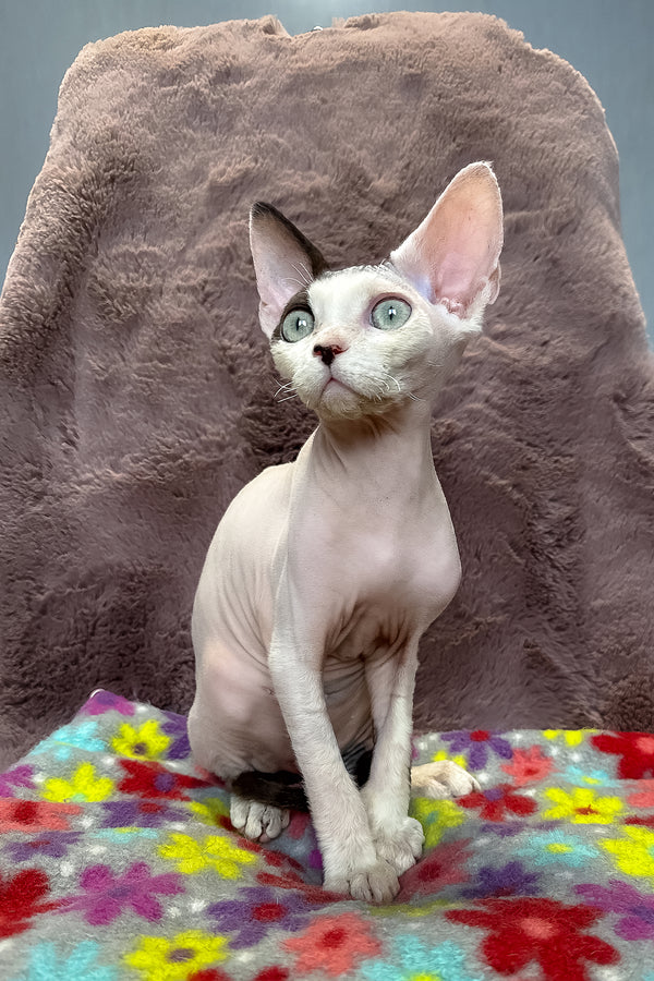 Van | Devon Rex Kitten