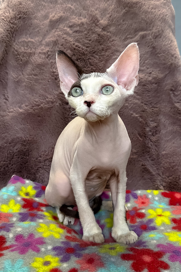 Van | Devon Rex Kitten