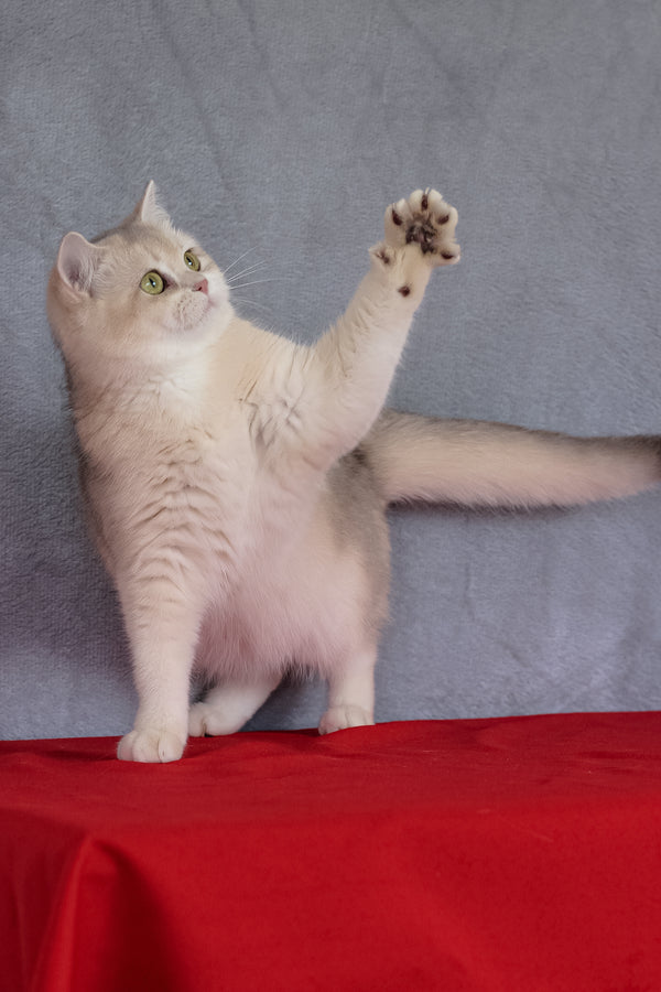 Vanda | British Shorthair Kitten