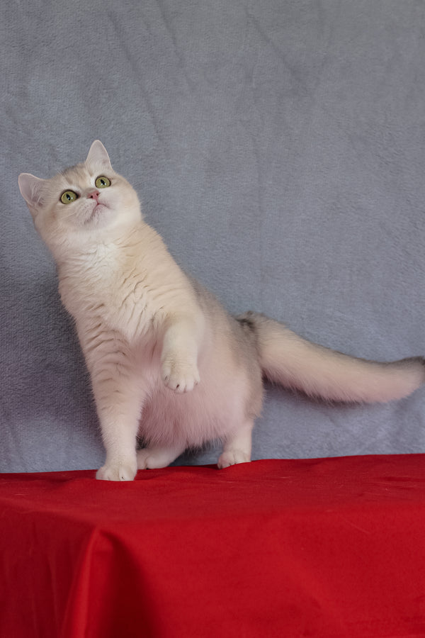 Vanda | British Shorthair Kitten