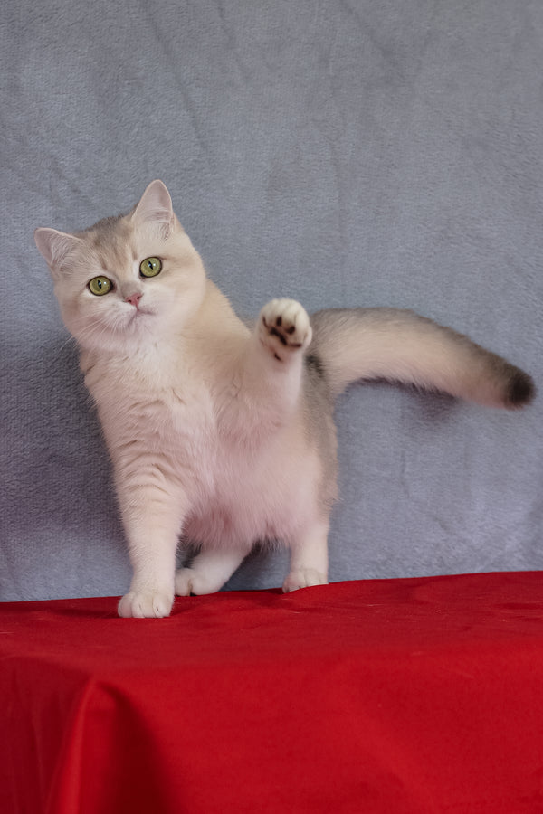 Vanda | British Shorthair Kitten