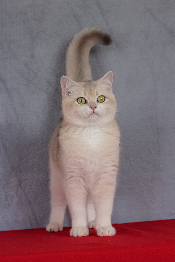 Vanda | British Shorthair Kitten