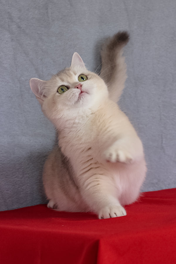 Vanda | British Shorthair Kitten