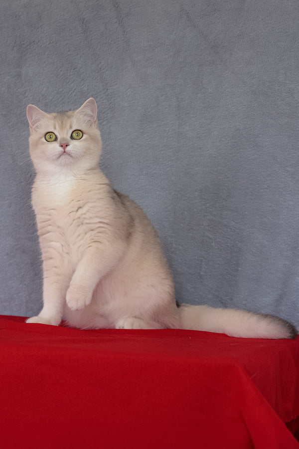 Vanda | British Shorthair Kitten