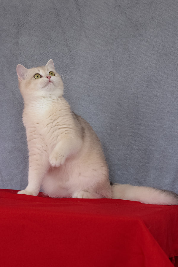 Vanda | British Shorthair Kitten