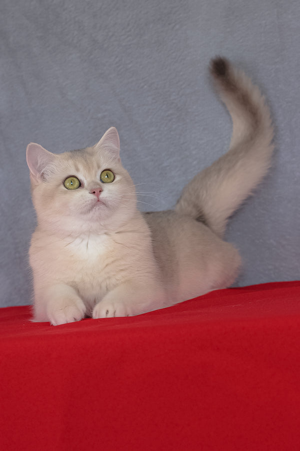 Vanda | British Shorthair Kitten