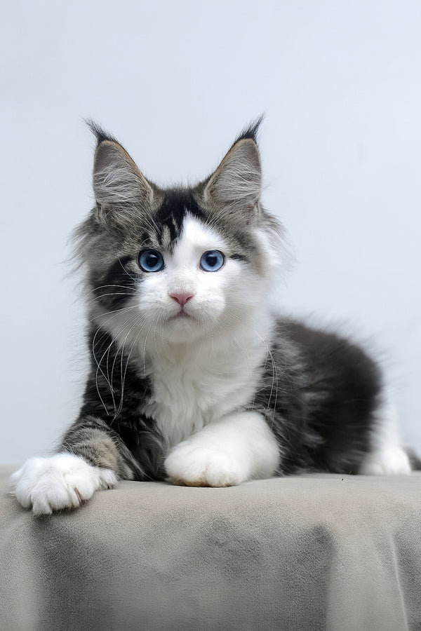 Valeria | Maine Coon Kitten