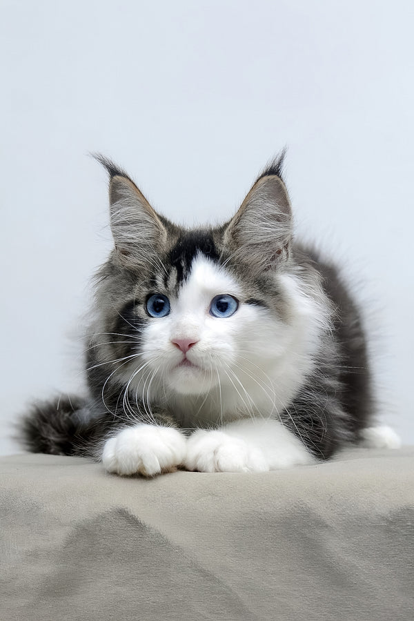 Valeria | Maine Coon Kitten