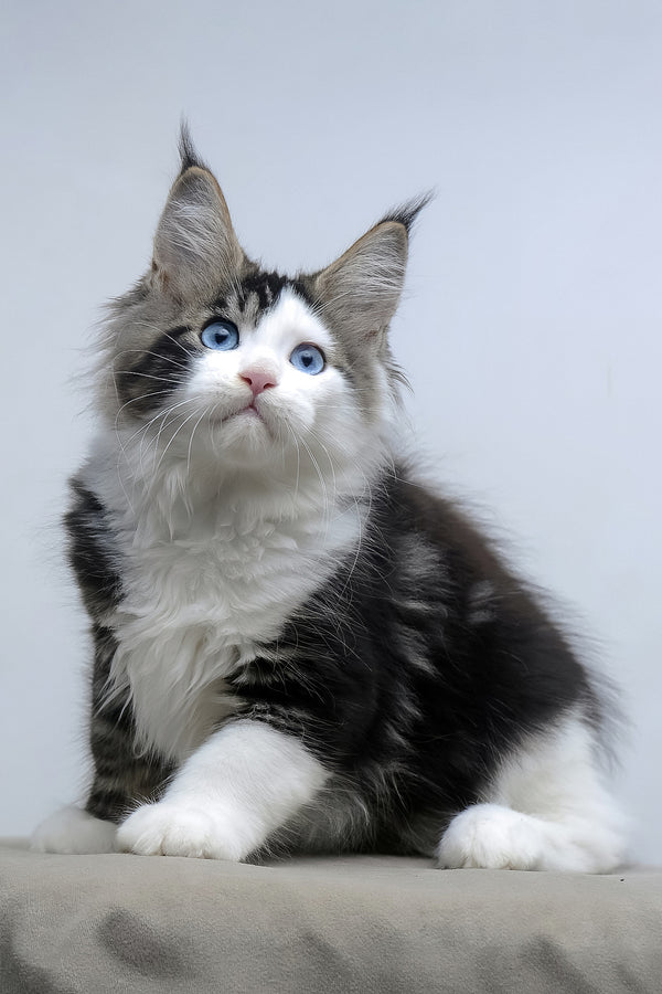 Valeria | Maine Coon Kitten