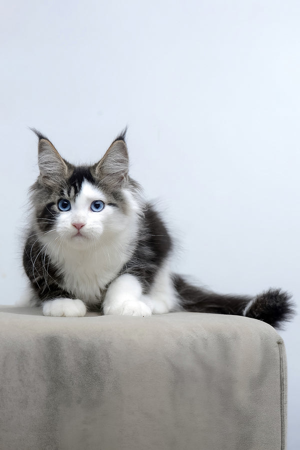 Valeria | Maine Coon Kitten