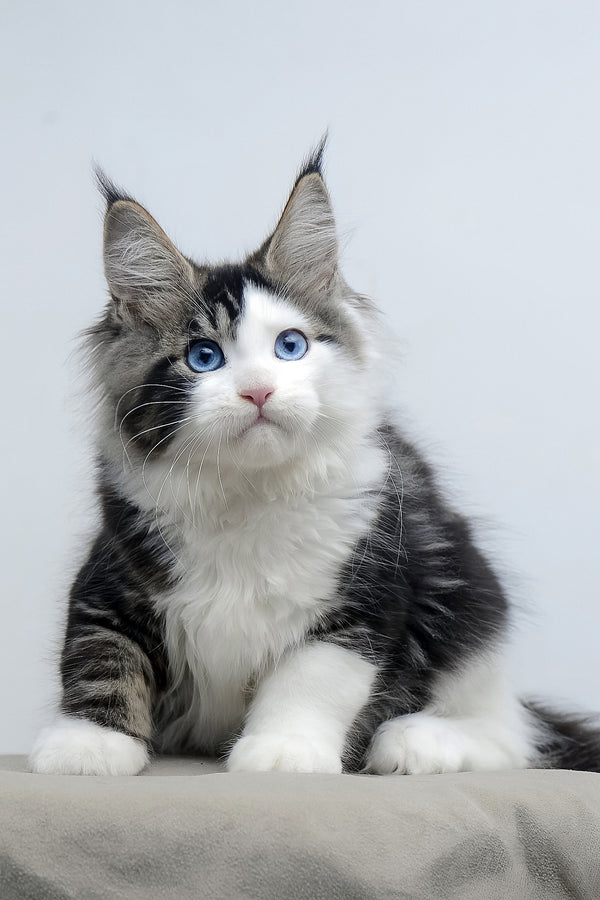 Valeria | Maine Coon Kitten