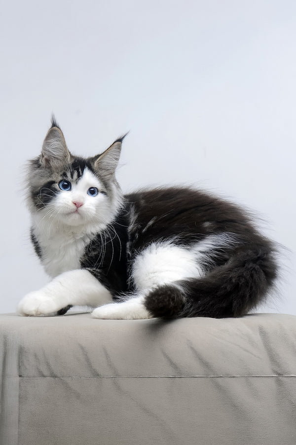Valeria | Maine Coon Kitten