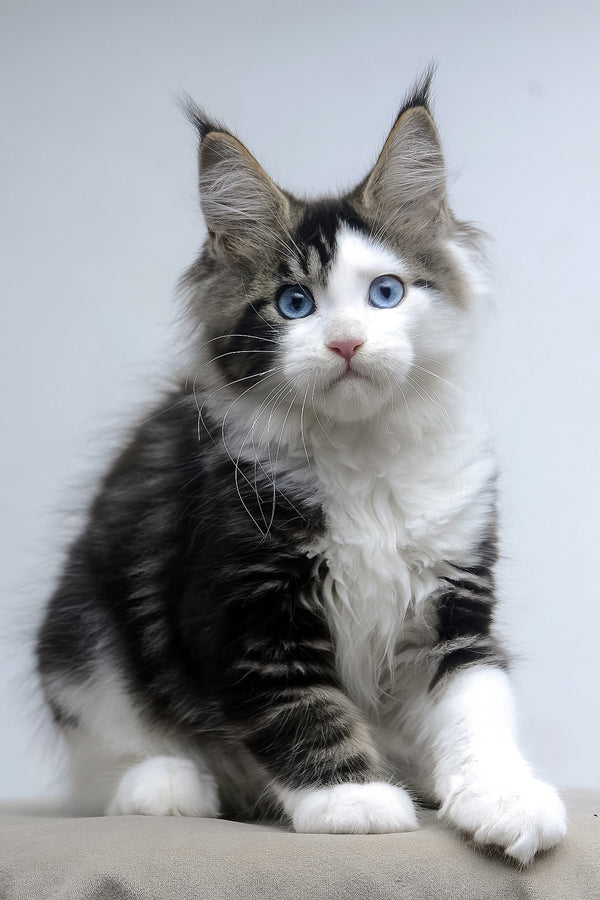 Valeria | Maine Coon Kitten