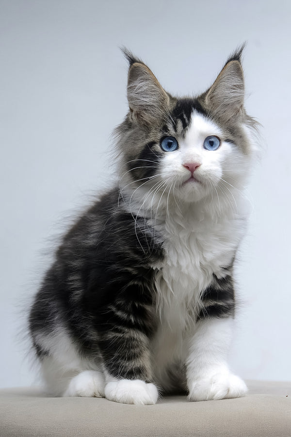 Valeria | Maine Coon Kitten