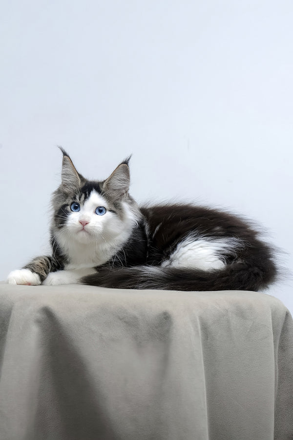 Valeria | Maine Coon Kitten