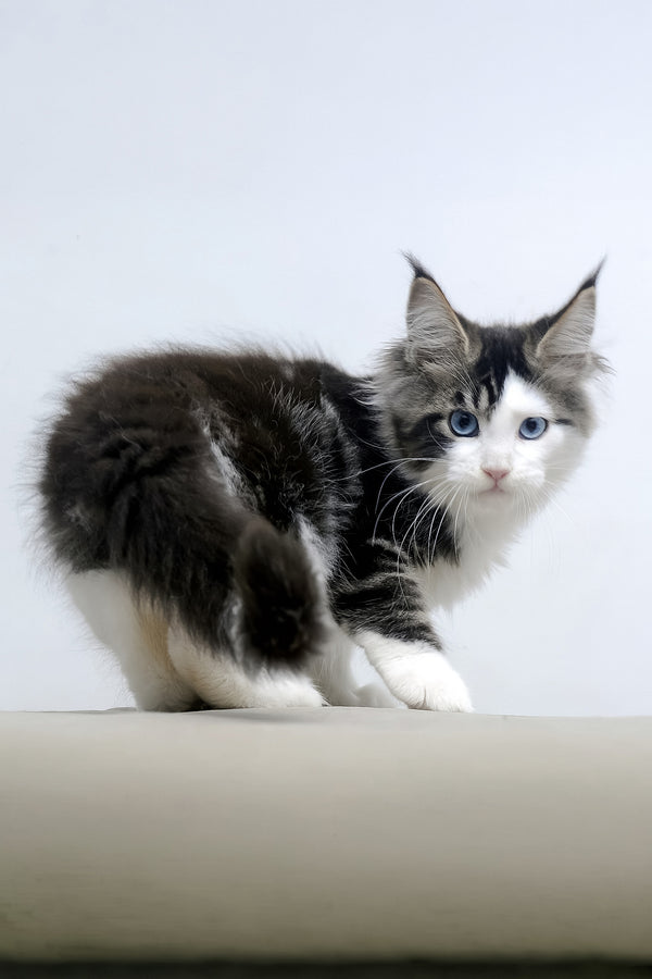 Valeria | Maine Coon Kitten