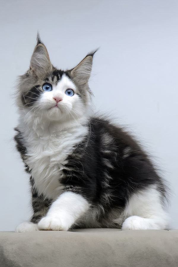 Valeria | Maine Coon Kitten