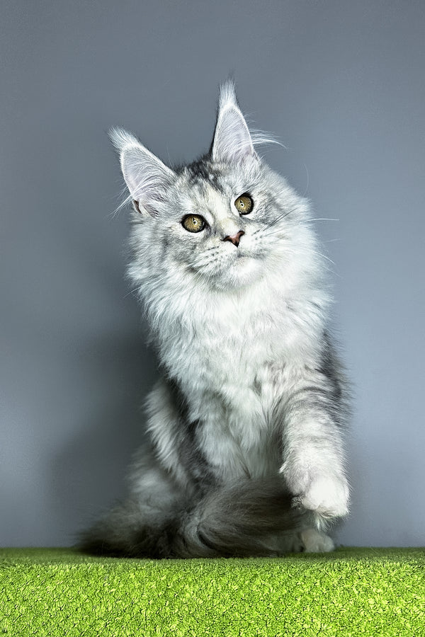 Vanilla | Maine Coon Kitten