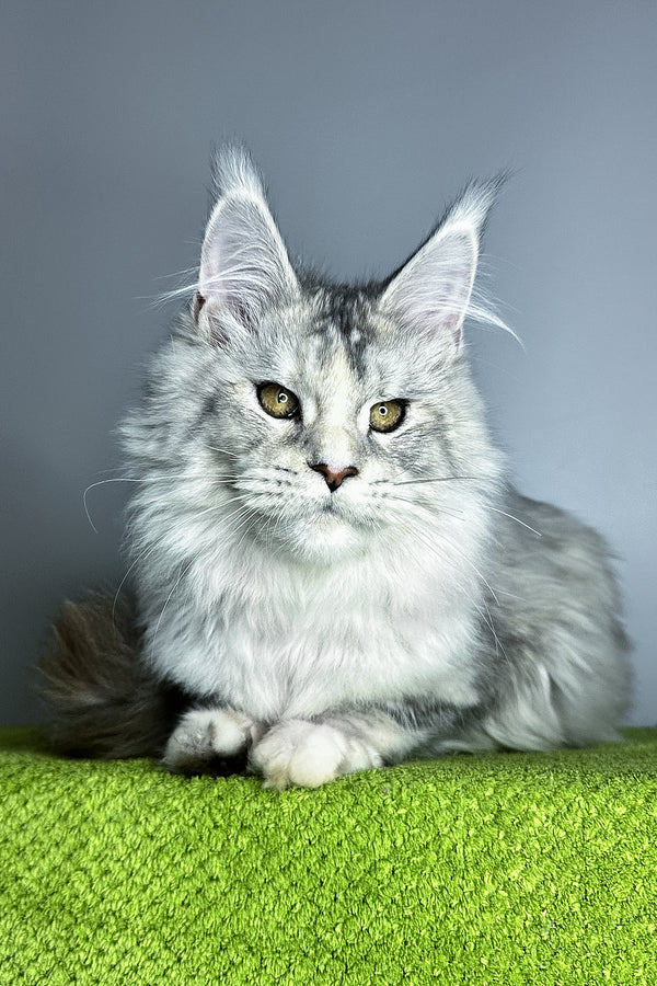 Vanilla | Maine Coon Kitten