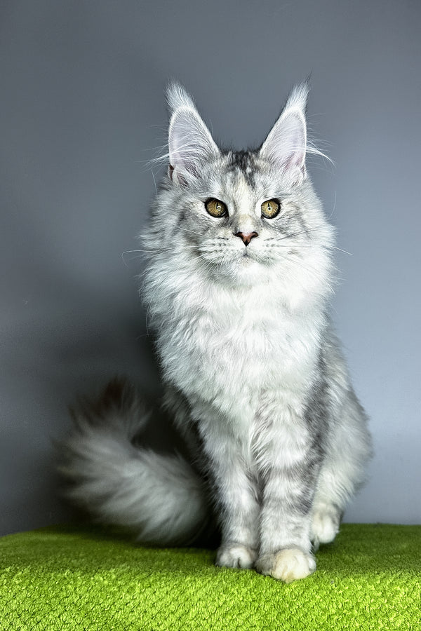 Vanilla | Maine Coon Kitten