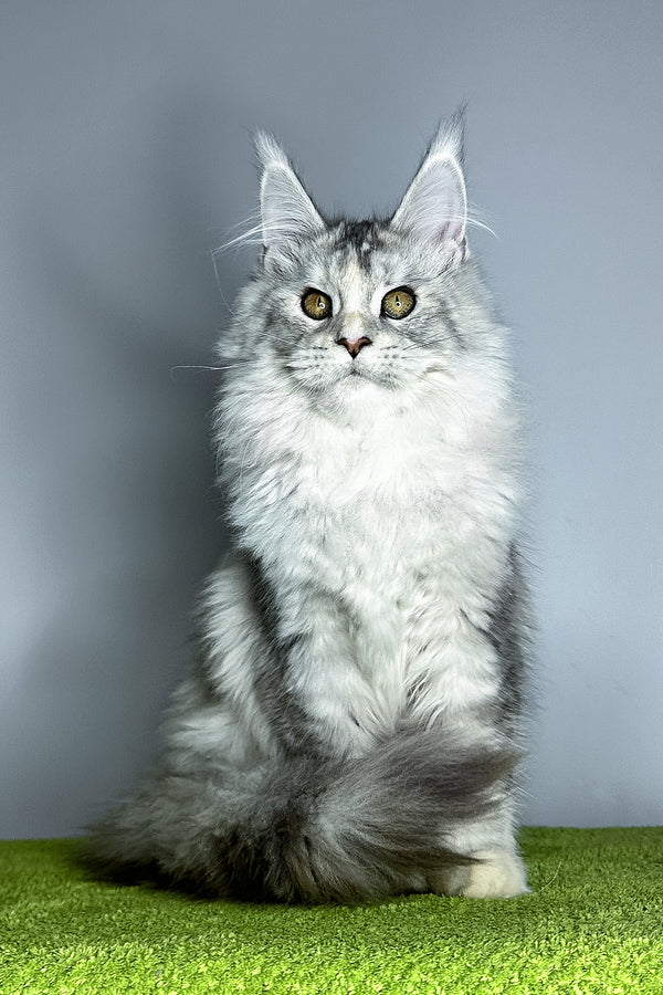 Vanilla | Maine Coon Kitten