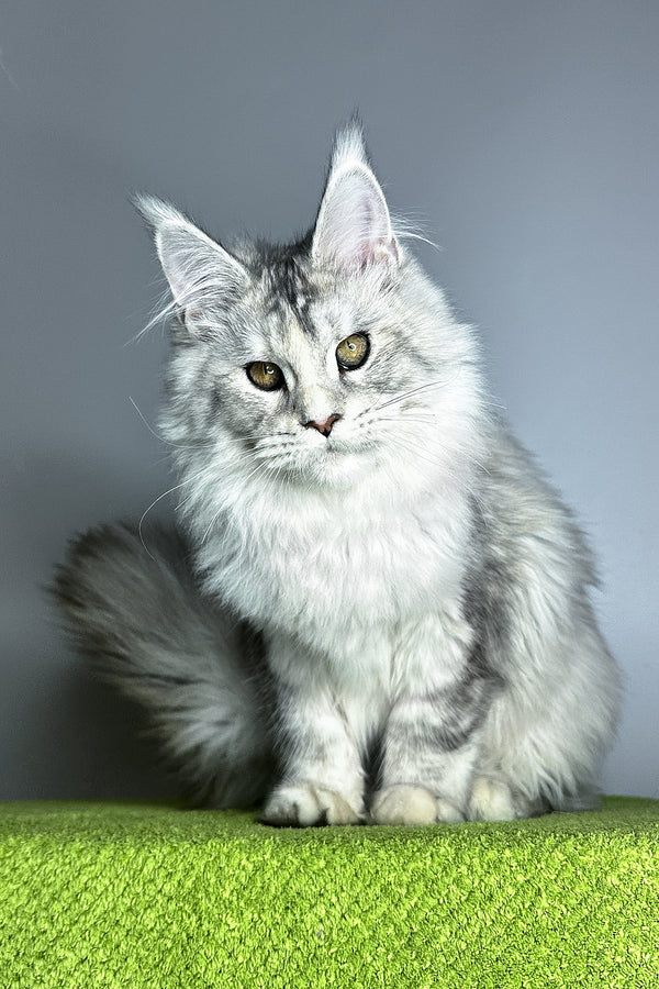 Vanilla | Maine Coon Kitten