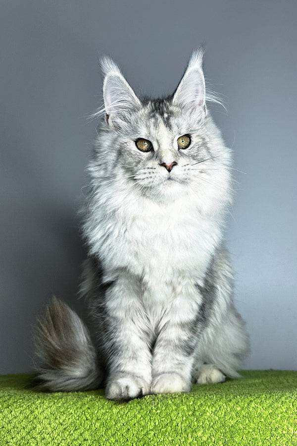 Vanilla | Maine Coon Kitten