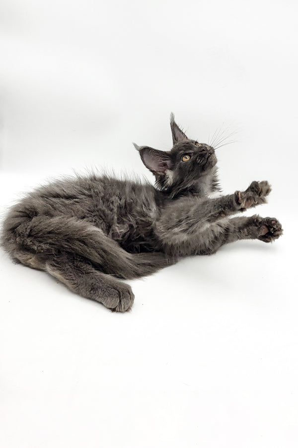 Vasilina | Maine Coon Kitten