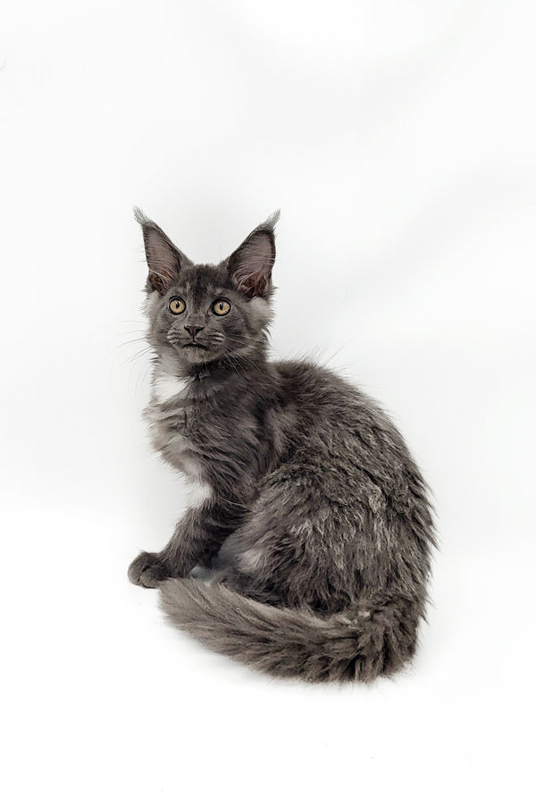 Vasilina | Maine Coon Kitten