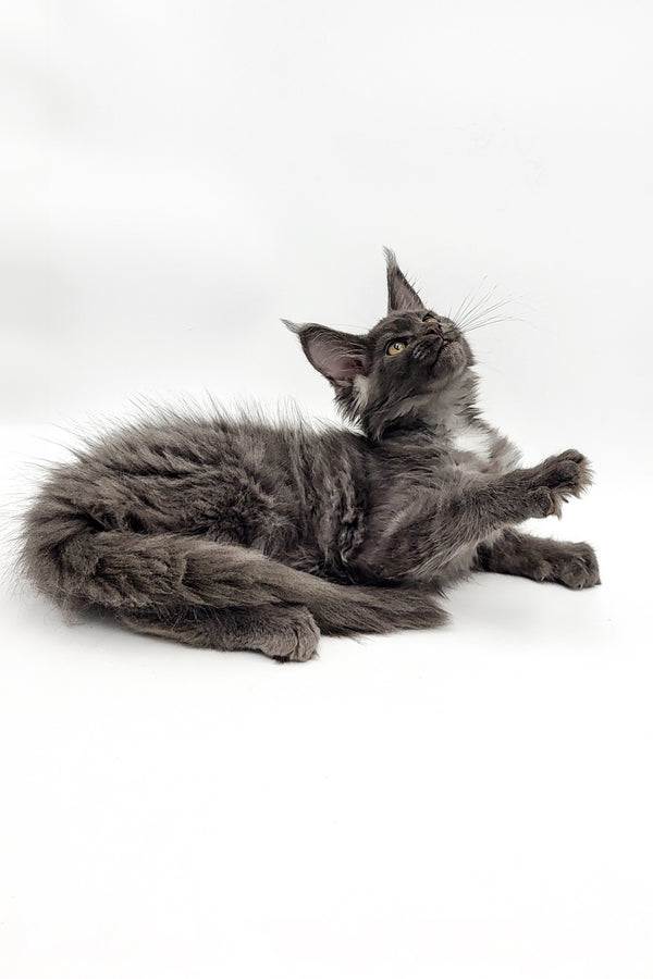 Vasilina | Maine Coon Kitten