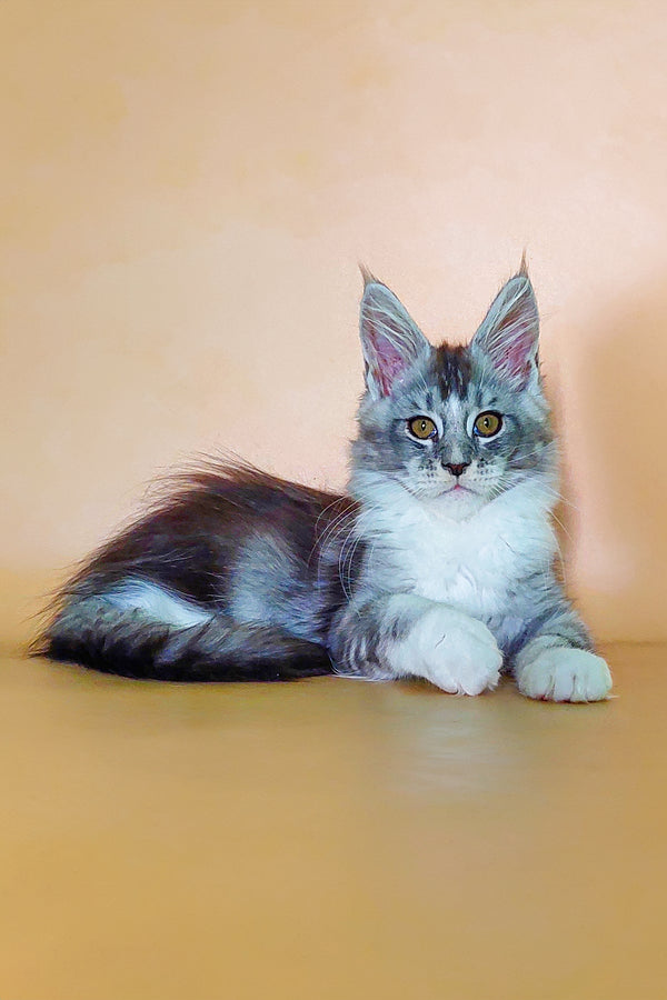 Vasilisa | Maine Coon Kitten