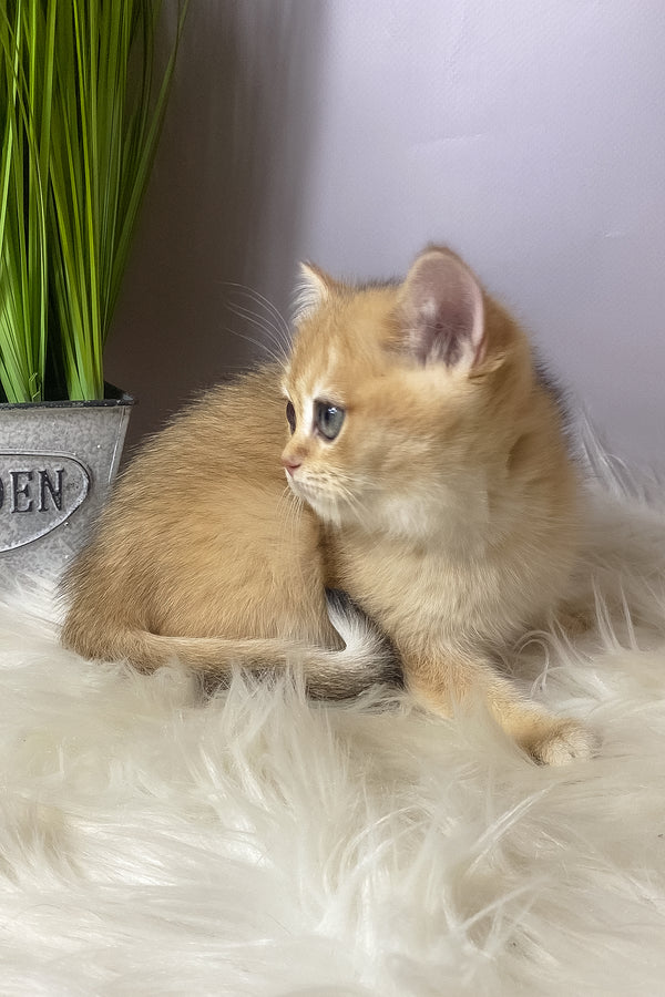 Vasilisa | British Shorthair Kitten