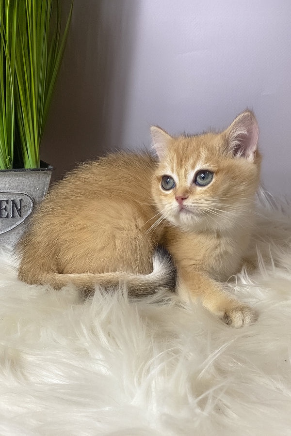 Vasilisa | British Shorthair Kitten