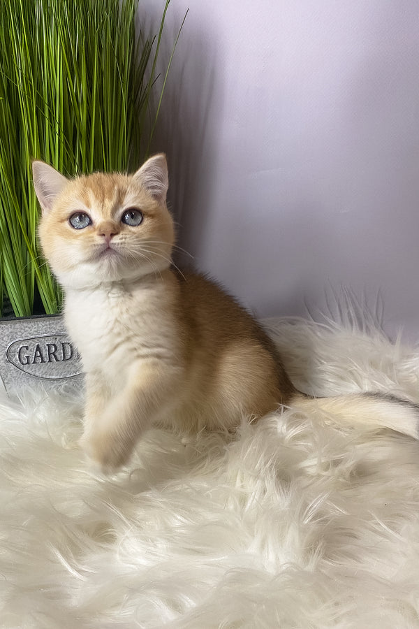 Vasilisa | British Shorthair Kitten