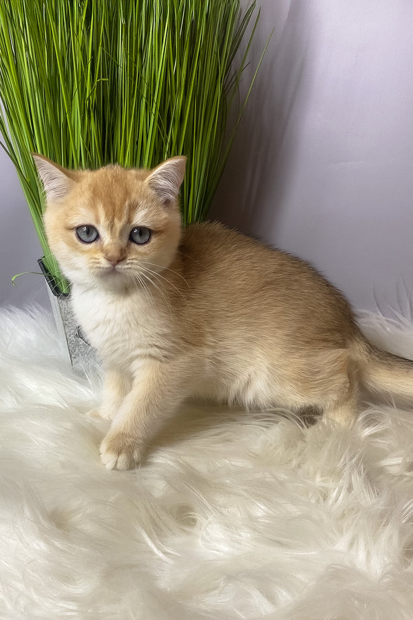 Vasilisa | British Shorthair Kitten