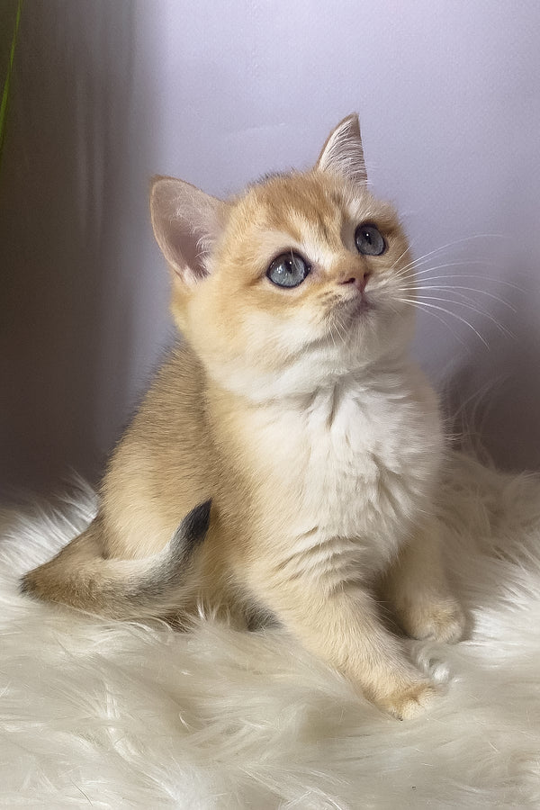 Vasilisa | British Shorthair Kitten