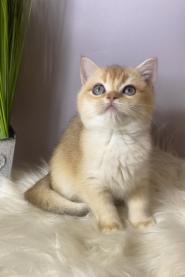 Vasilisa | British Shorthair Kitten
