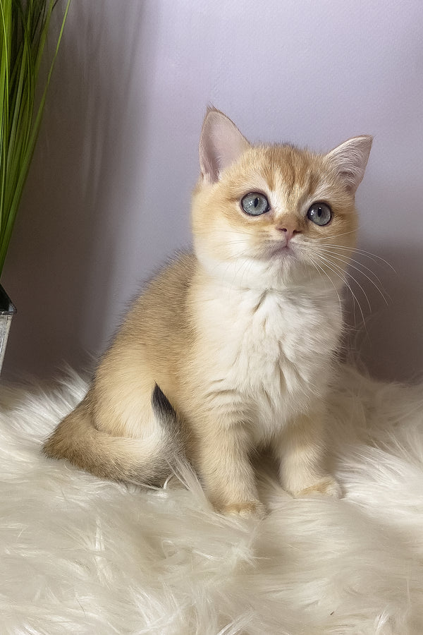 Vasilisa | British Shorthair Kitten