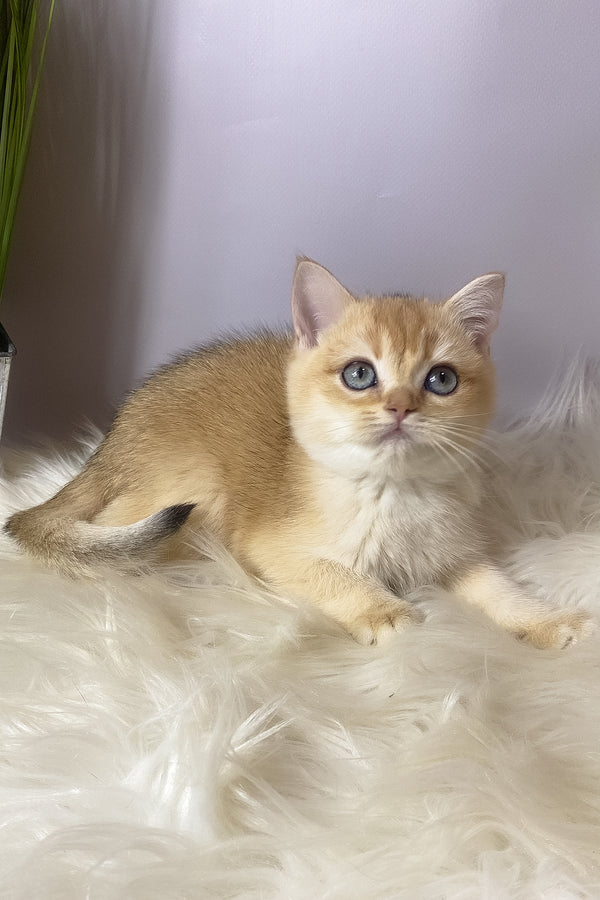 Vasilisa | British Shorthair Kitten