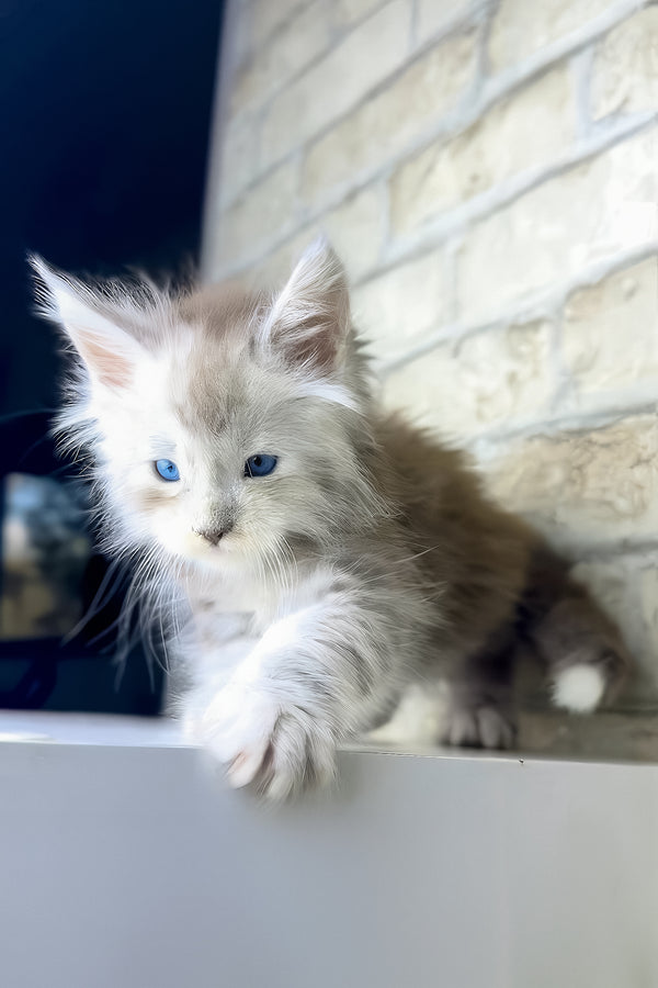 Vegas | Maine Coon Kitten