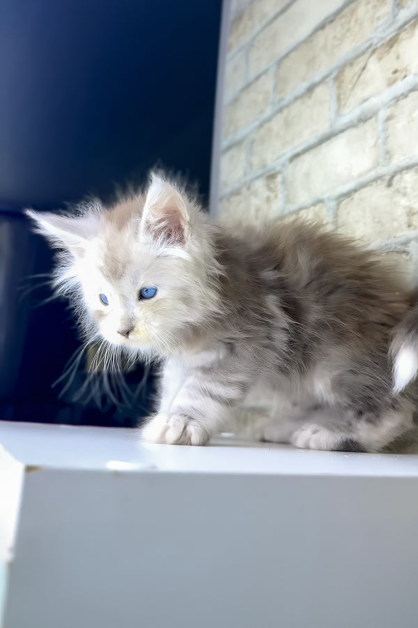 Vegas | Maine Coon Kitten