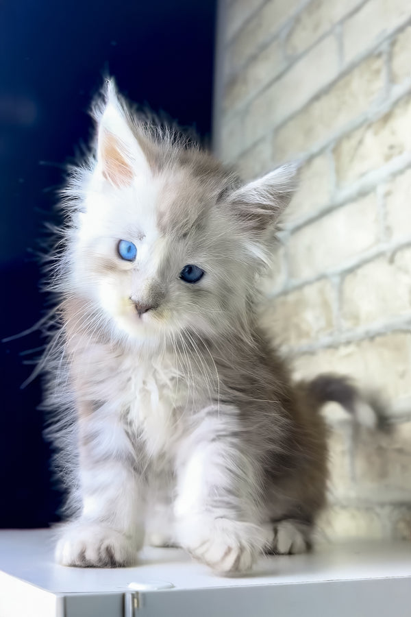 Vegas | Maine Coon Kitten