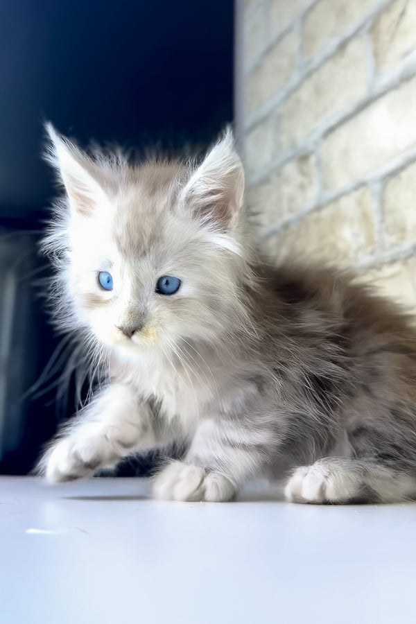 Vegas | Maine Coon Kitten