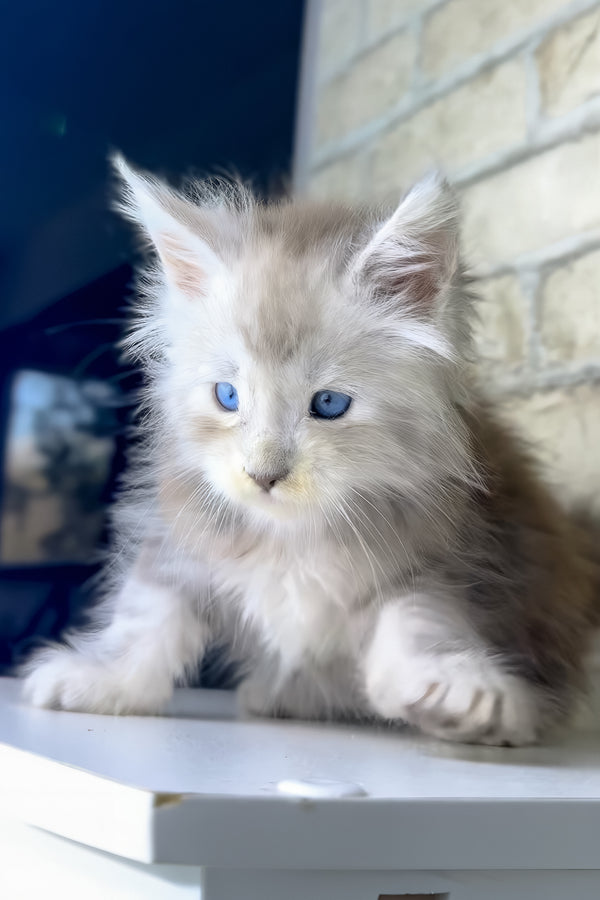 Vegas | Maine Coon Kitten