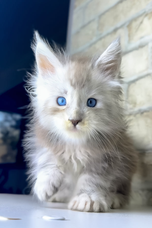Vegas | Maine Coon Kitten