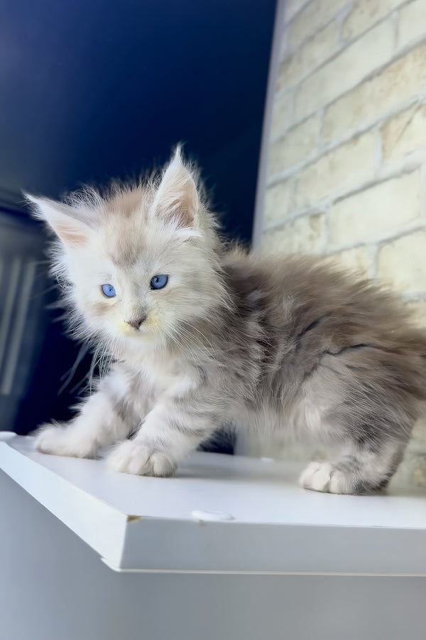 Vegas | Maine Coon Kitten